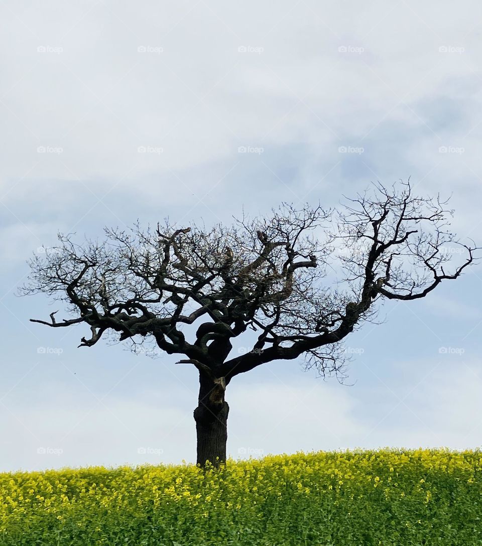 This is my favourite tree. It stands alone on a hill overlooking our village. It’s so full of character. I love the shape of its branches as it reaches up to touch the sky.