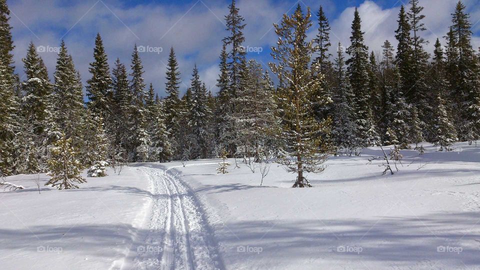 Ski trails in the forest, Sweden