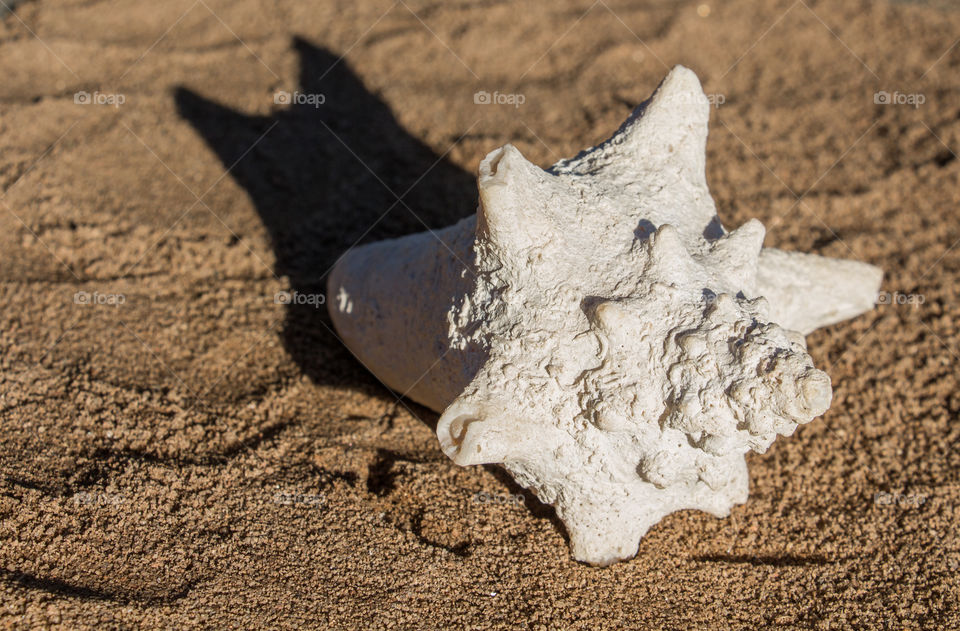 beautiful sea snail in The sand