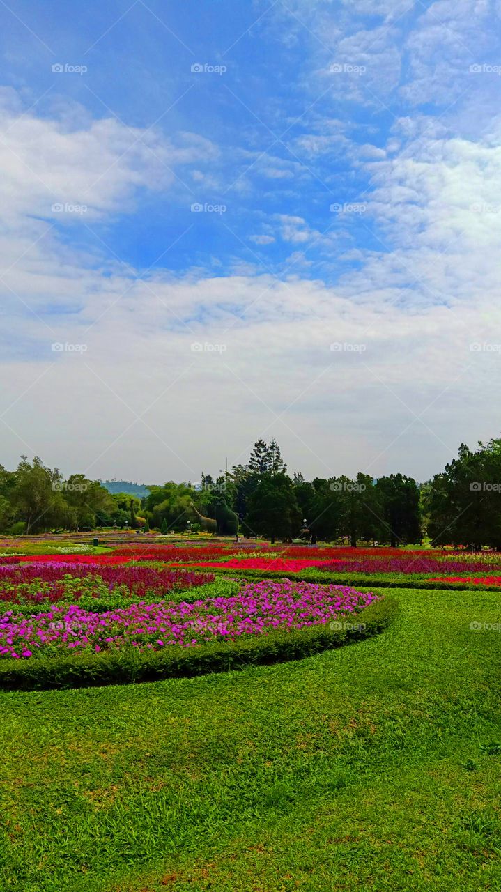 flowers exhibition