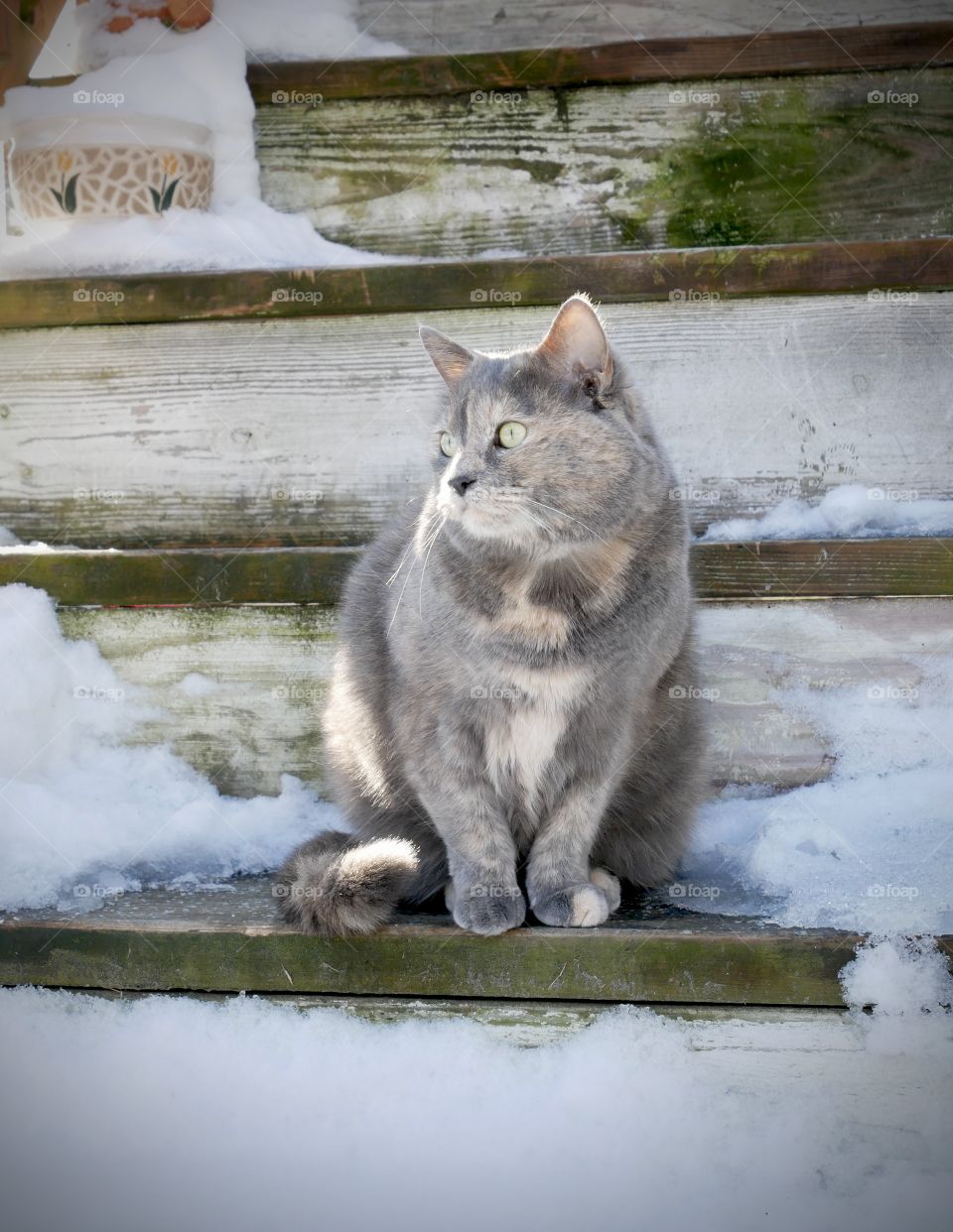 A dilute calico cat watches birds in a neighboring yard, on a cold winter day. 