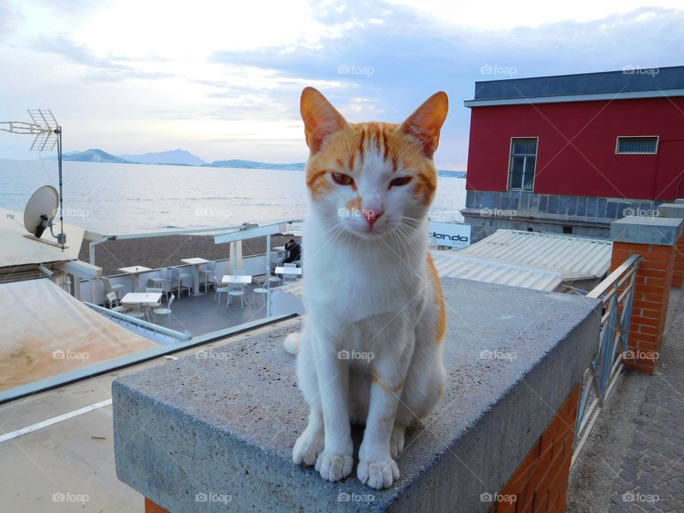 Cat sitting on resort railing near sea