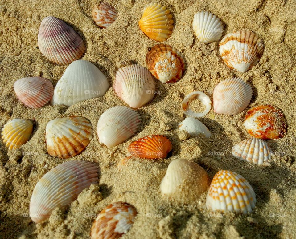 shells on the kite beach in Dubai