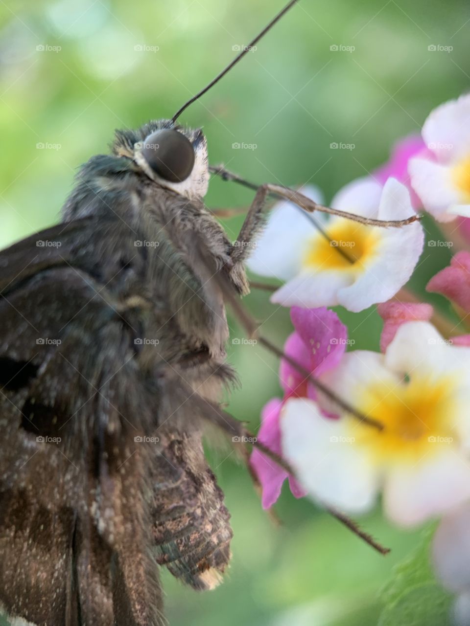 Closeup of a butterfly gathering nectar from a flower