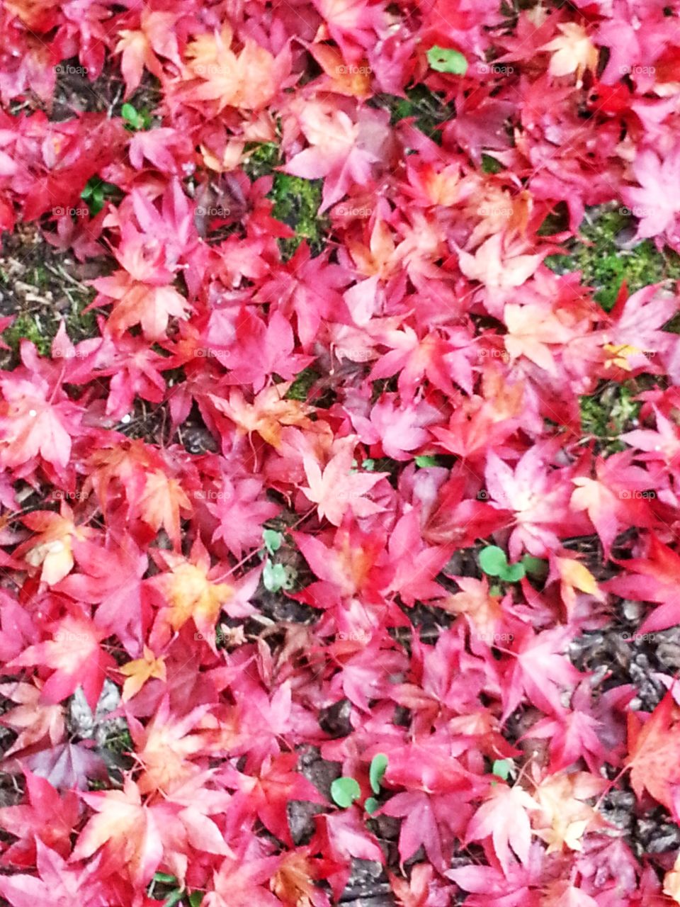 A fall scene of beautiful and colorful maple leaves covering the ground.