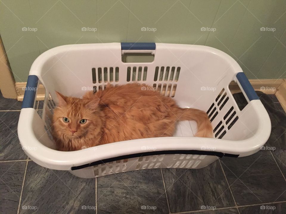Just a cat in a laundry basket...