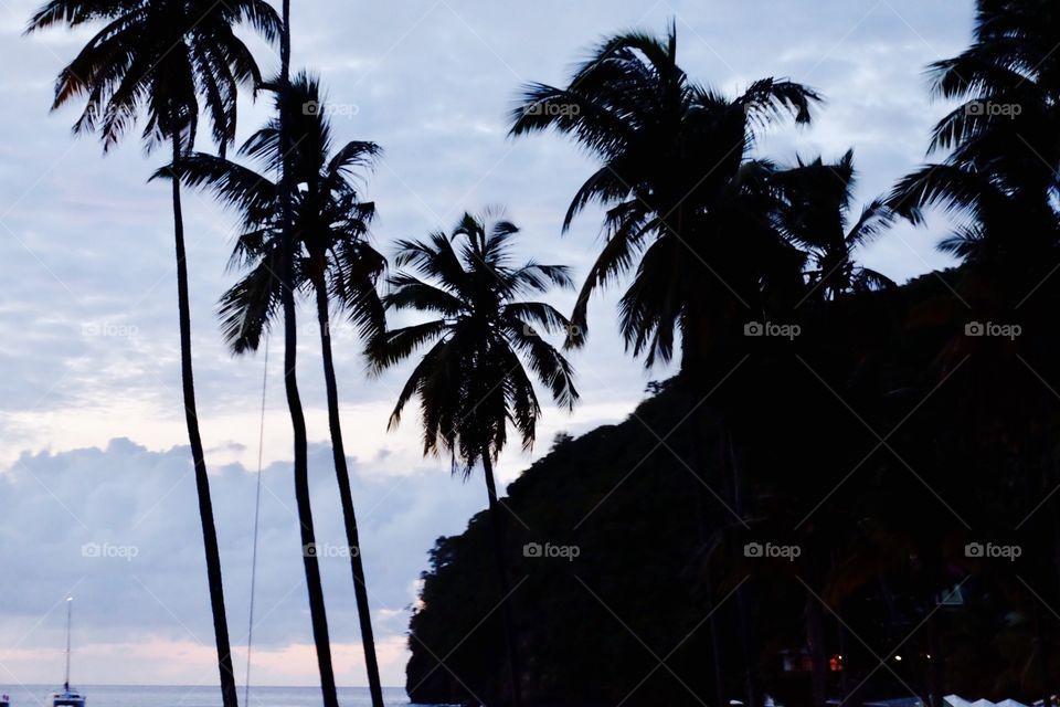 Palm trees on a beach in St. Lucia