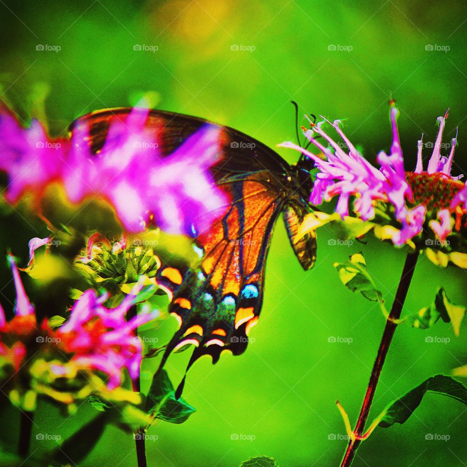 A monarch butterfly flying from flower to flower enjoying its sweet nectar 