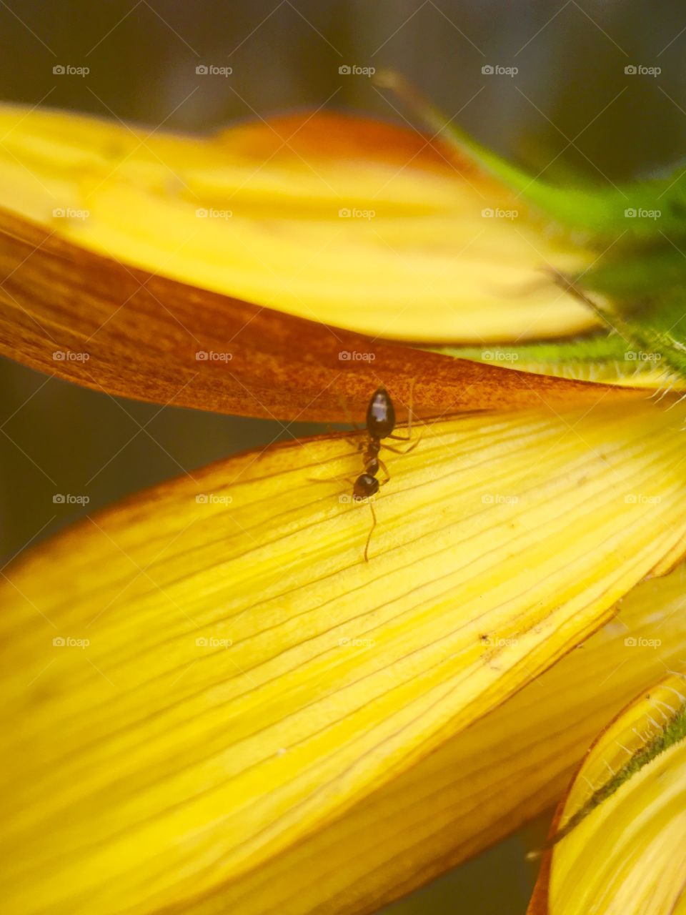 Working ant looking for food