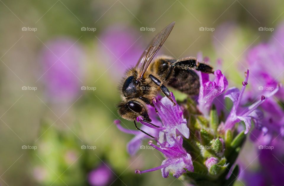 bee on wild thyme