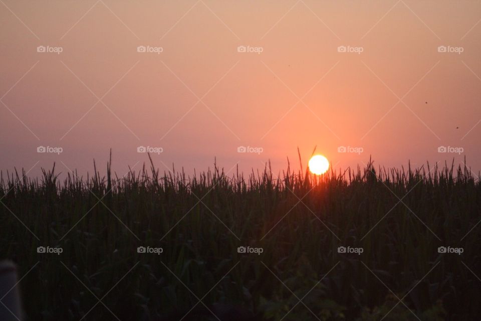 Sunset over a corn field 