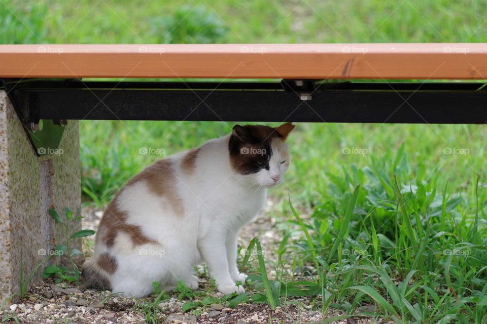 cat and bench