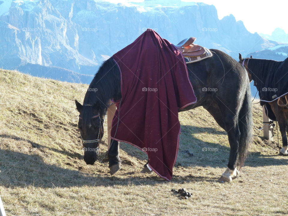horse enjoying the winter sunshine on the mountain