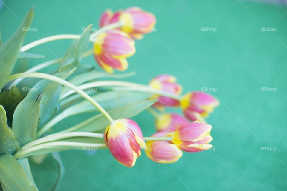 Tulips 