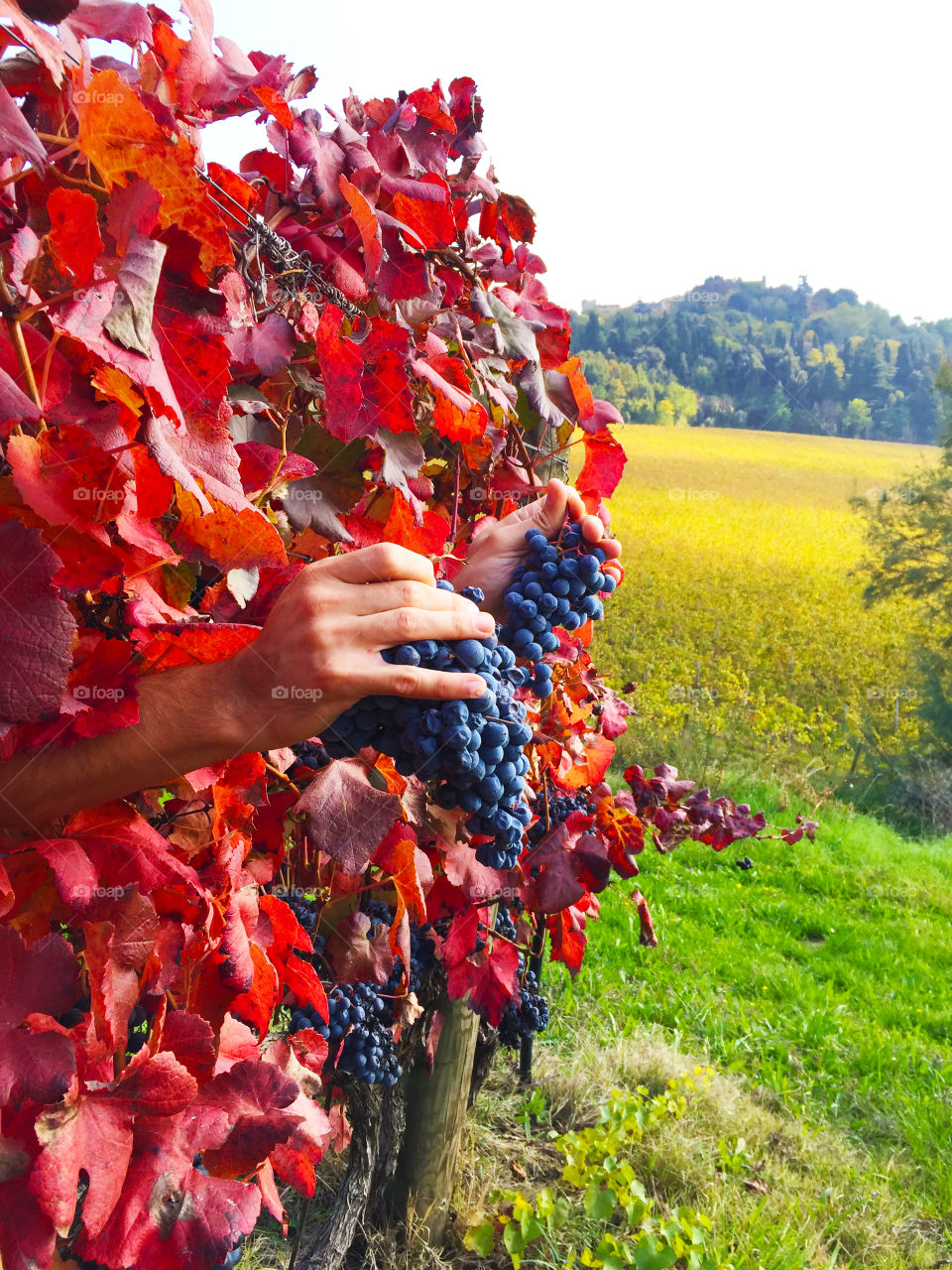 Hand is holding Grapes. Hand is holding Grapes between the vineyard 