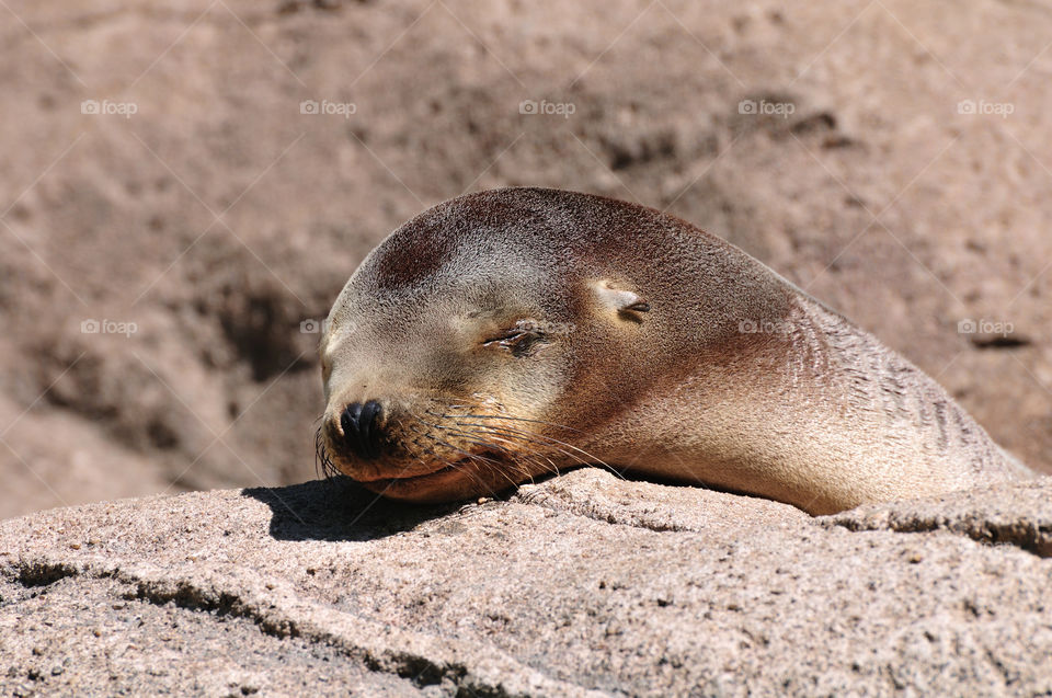 park sleeping zoo seal by delvec