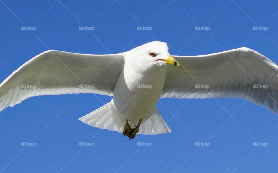 Seagull close up