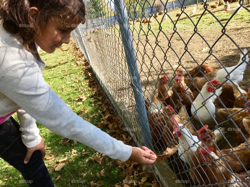 Playing with chickens