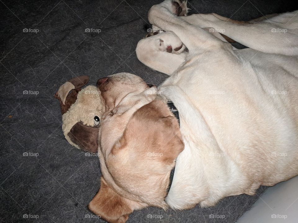 Dog Sleeping With Toy