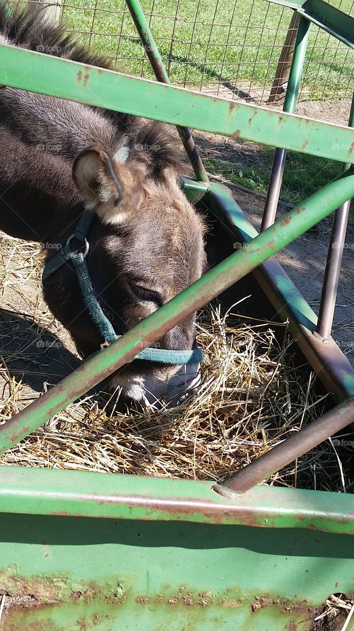 little donkey. Kensington Farm Center