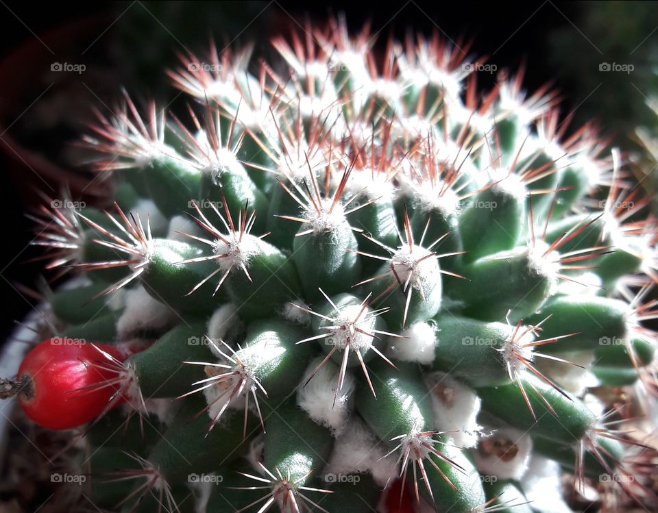 a beautiful Cactus