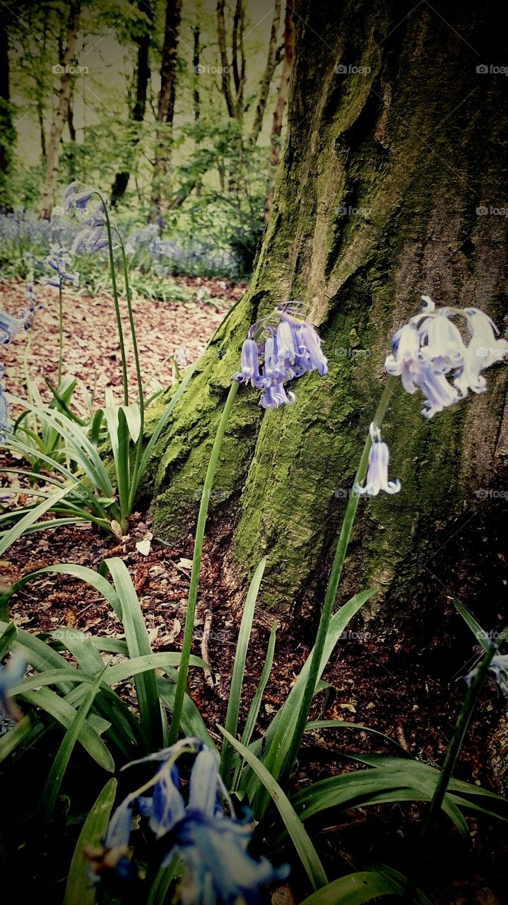 Bluebells & Roots