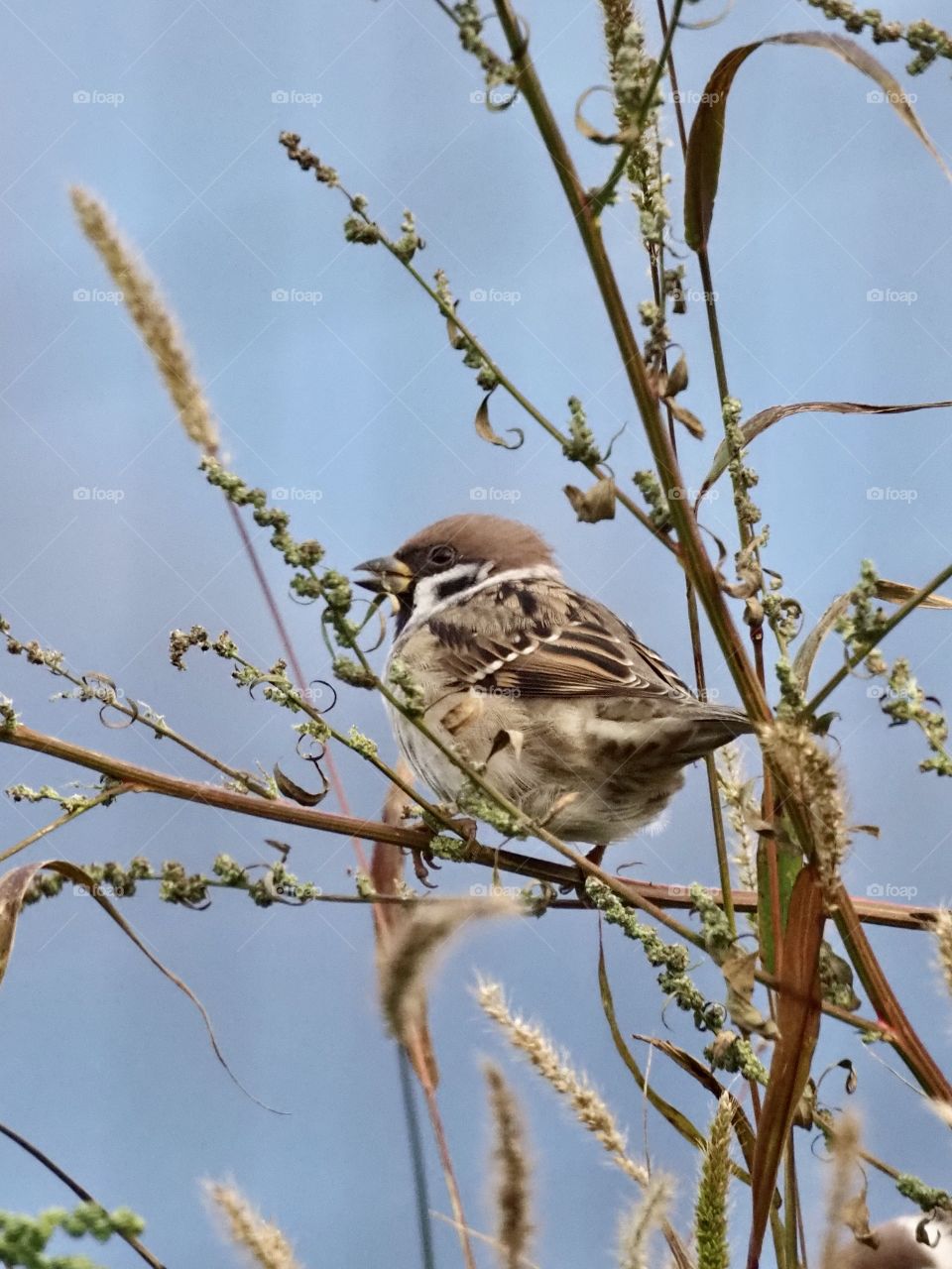 Sparrow in the grass
