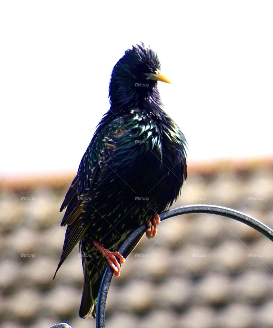 Starling posing