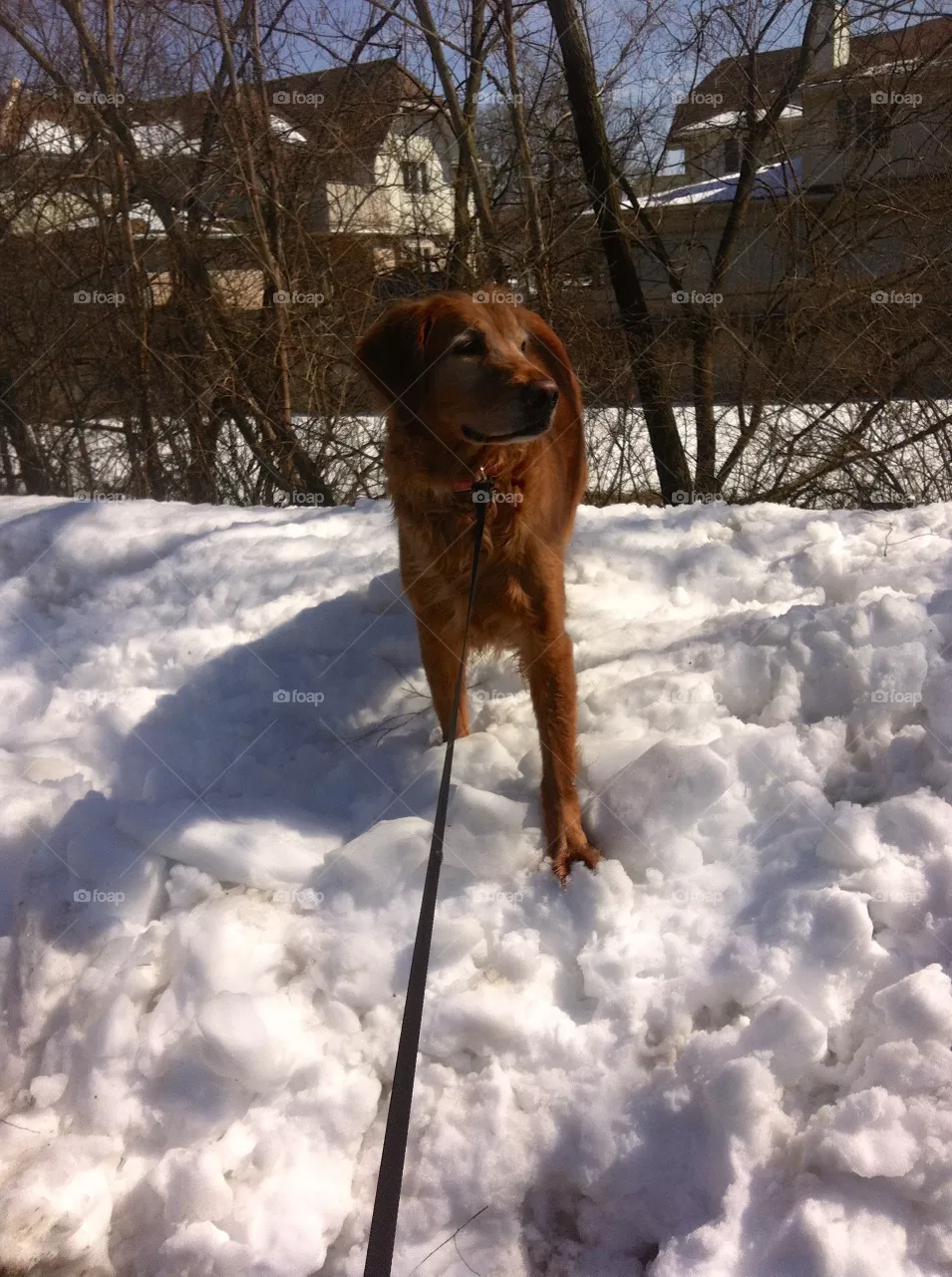 My puppy 