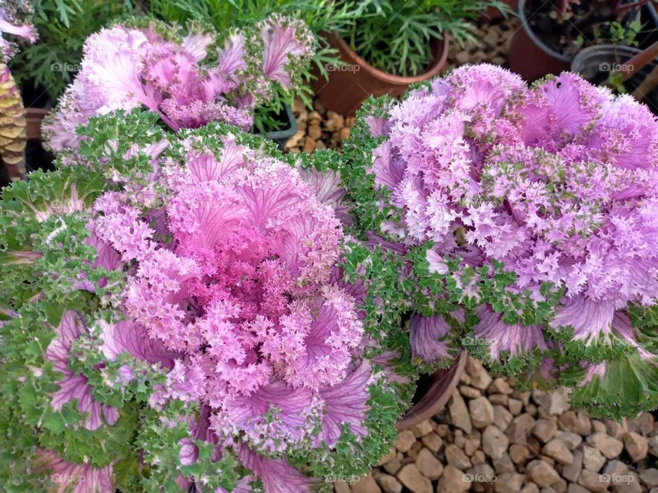 purple flowers