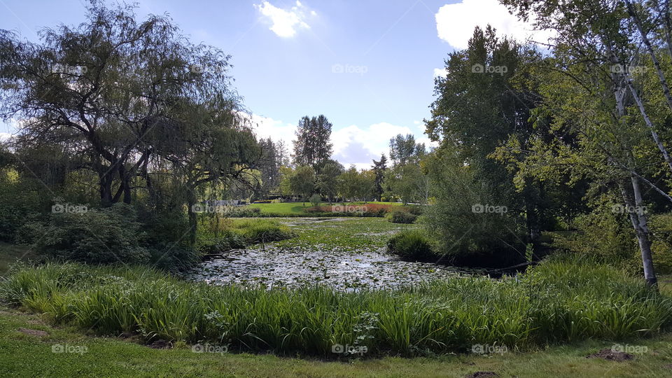 Lily Ponds and Trees