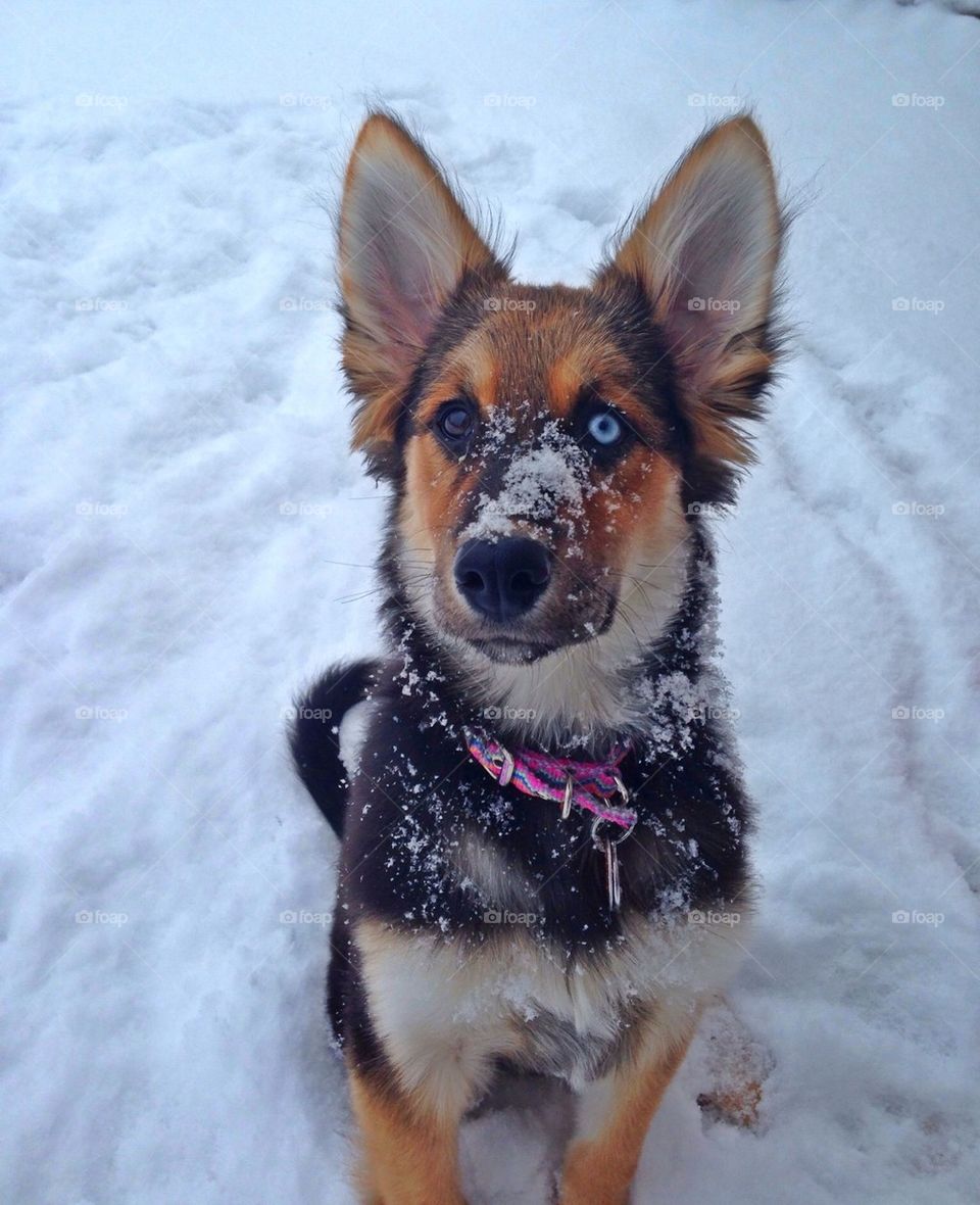 Snow Pup