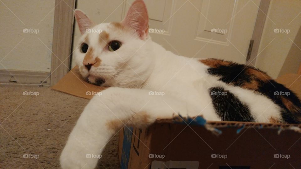 cute calico cat in a small box