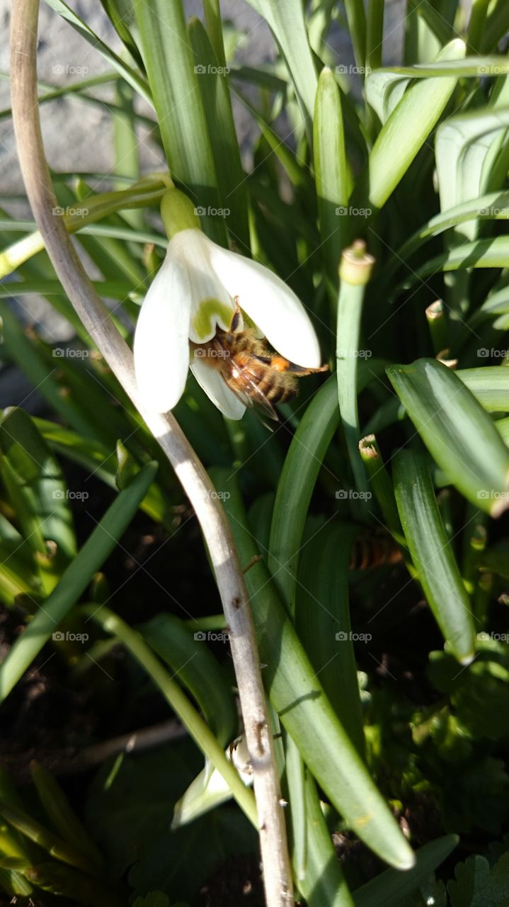 Bee inside a Snowdrop flower