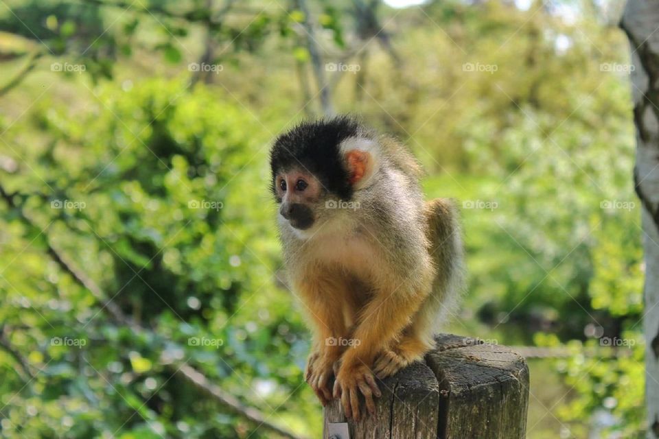 Monkey sitting on wooden post