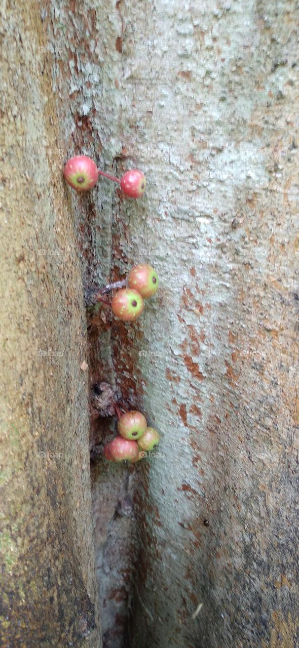 This tree bears fruit on the main tree in all parts of the tree body