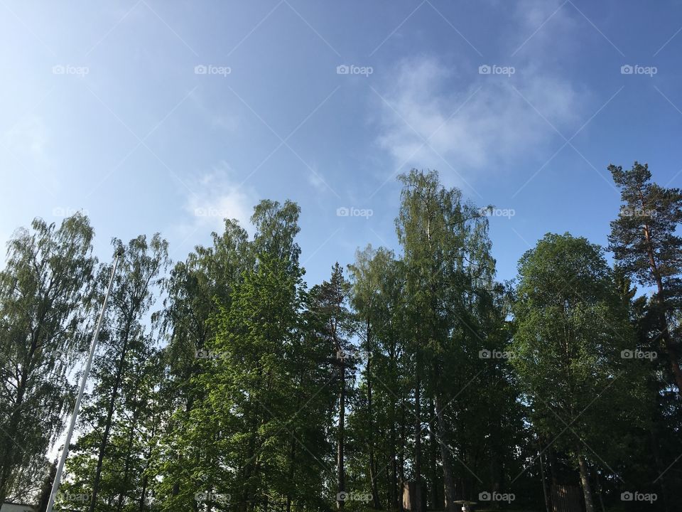 Birches and pine trees with blue sky and clouds