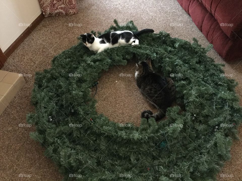 Two cats sitting in a wreath.