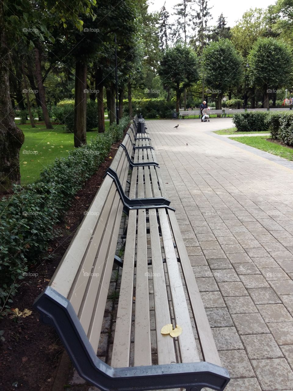 Park view with benches