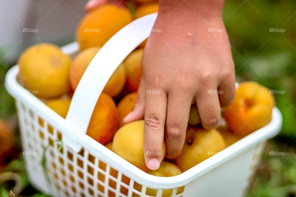 Child's hand is reaching for an apricot in a busket