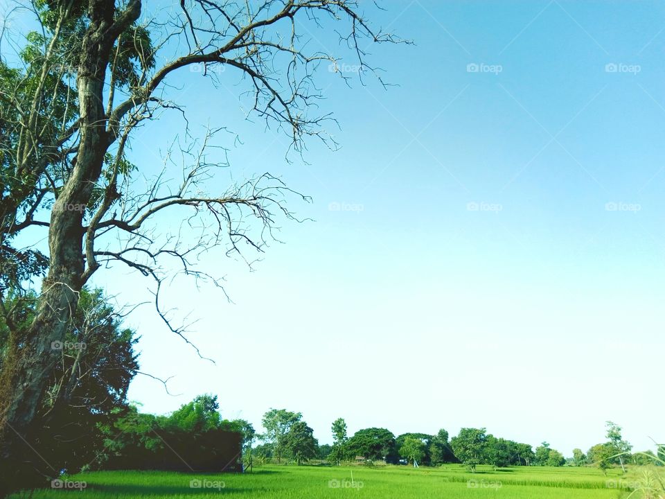 tree,sky,field rice