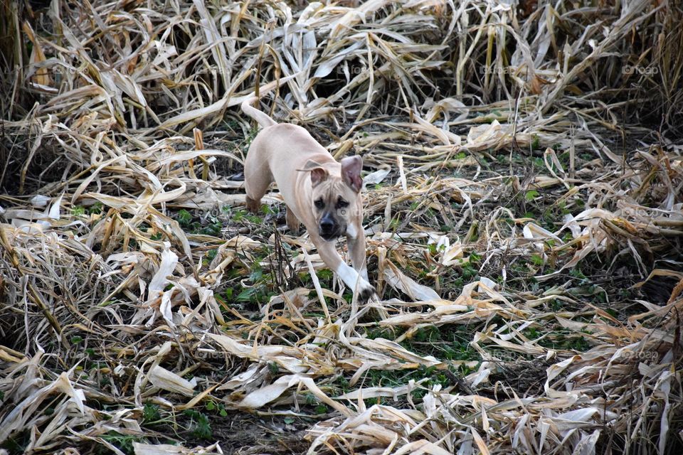 Amstaff puppy running on corn field