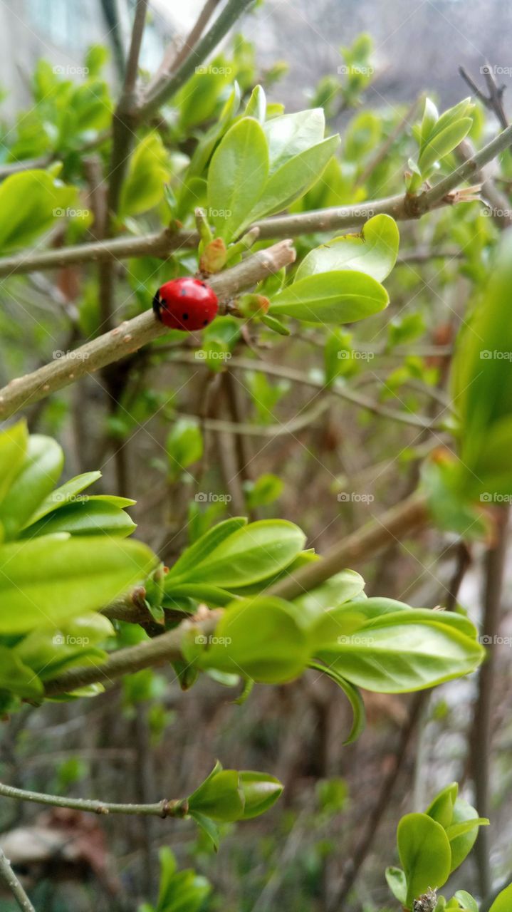 Ladybug on a green branch