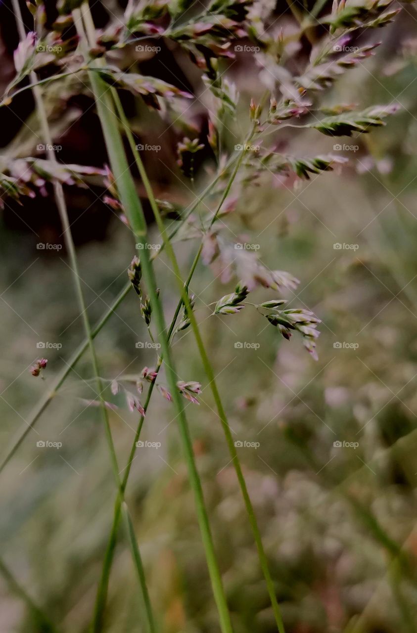 Grass greenhouse beauty