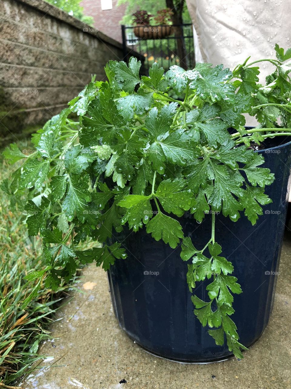 Parsley 