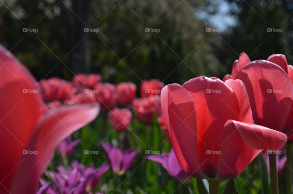 bed of tulips