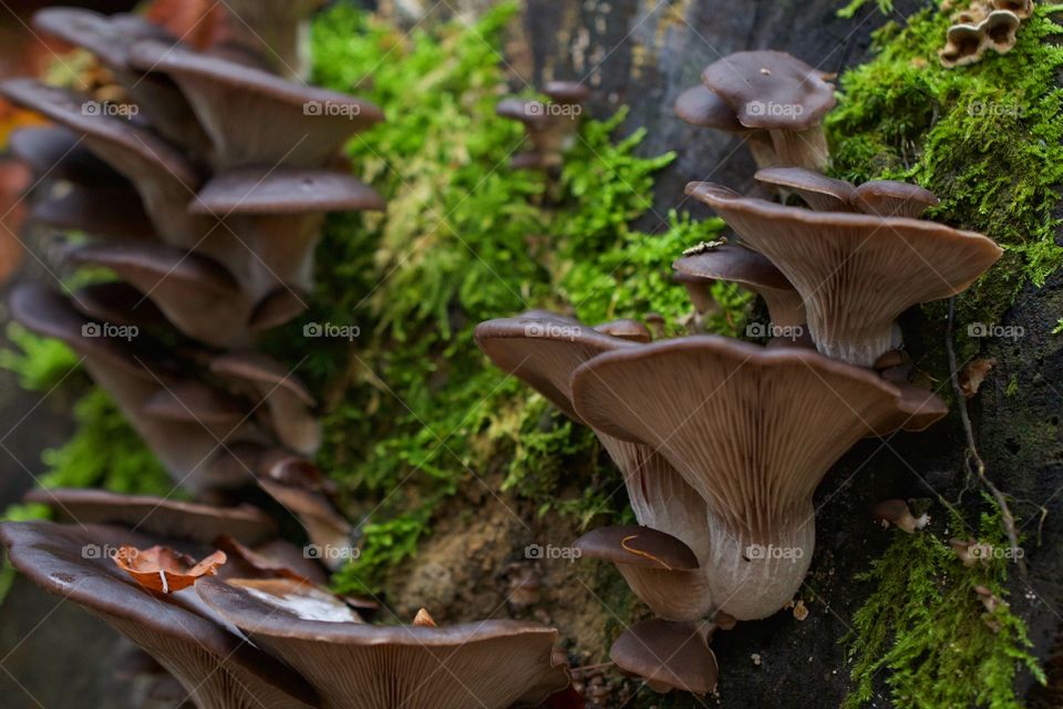 Wild mushrooms growing on autumn forest