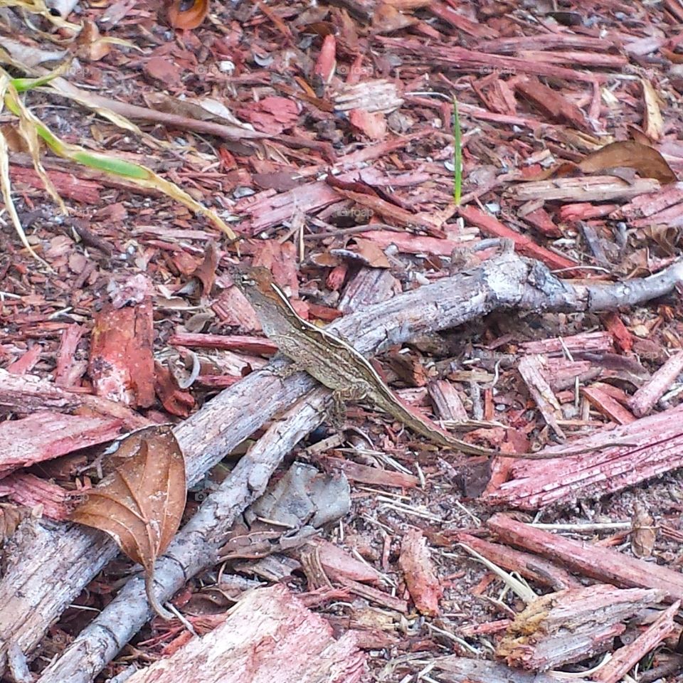 Small brown lizard. little lizard on a branch