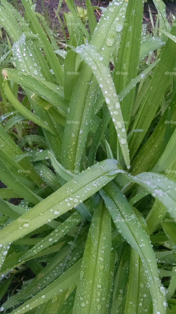 lilies after rain