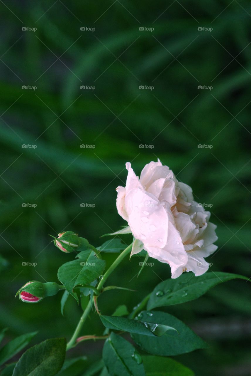 mawar mekar dengan kuncupnya beautiful